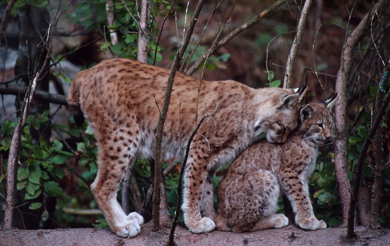 Фото новини