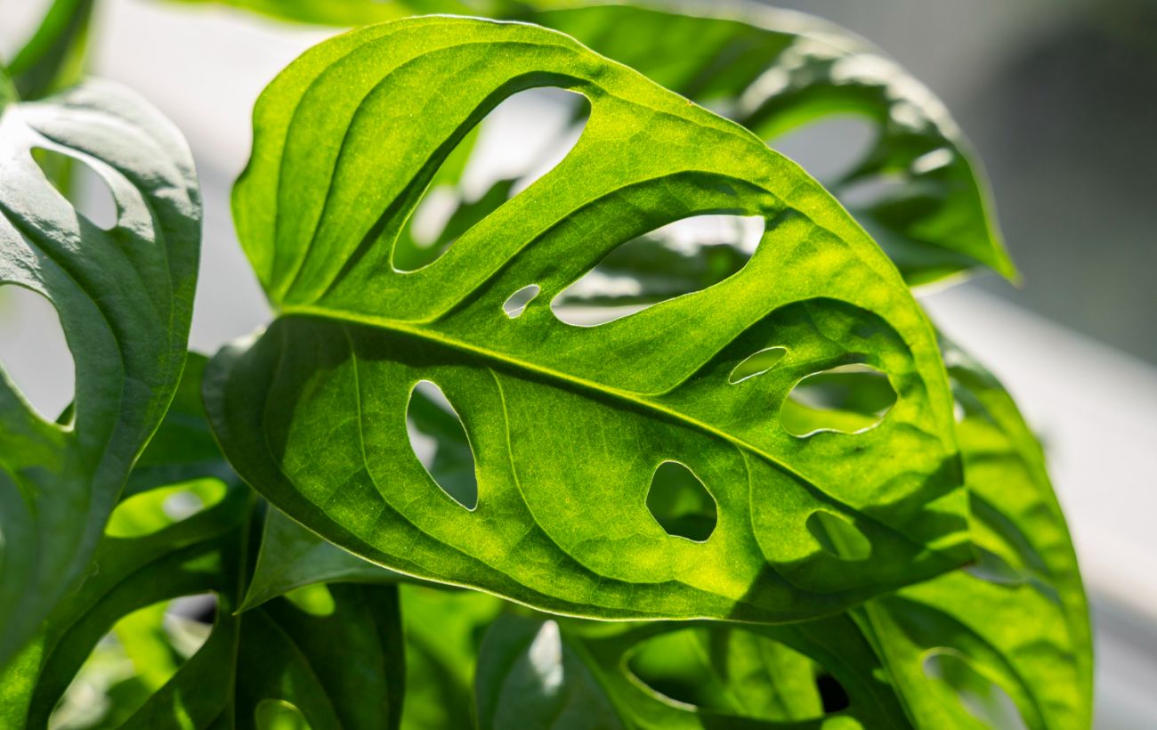 Фото новини