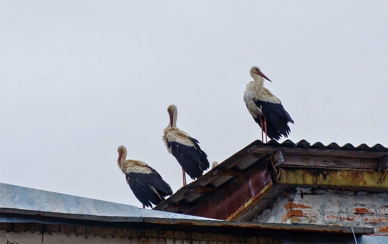 Фото новини