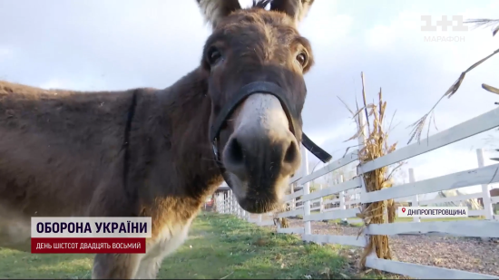 “Мамуля” знову бігає: в Україні протезували віслючку, яка втратила кінцівку через війну