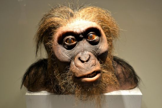 Вчені відтворили обличчя неандертальця з волоссям та без – фото