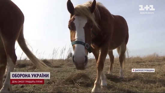 Звикли до обстрілів: як у місті, яке знищує Росія, виживають 14 коней (фото, відео)