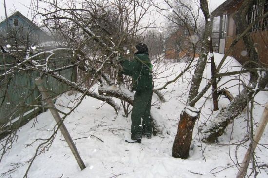 Коли обрізати дерева 2024 року: чи можна це робити наприкінці зими