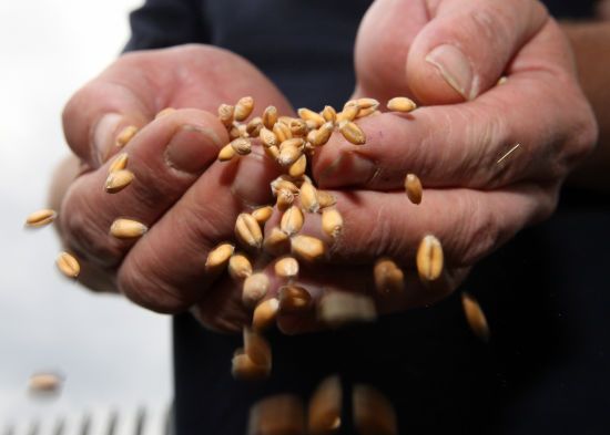 Євросоюз посилить контроль за експортом українського зерна