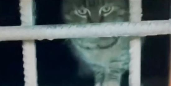 У Києві котів замордували в підвалі: поліцію звинувачують в бездіяльності