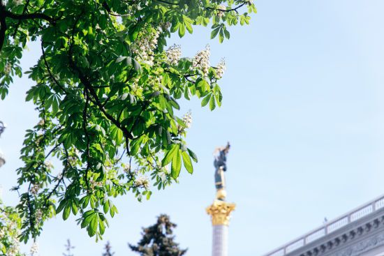 У Києві квітнуть каштани: фото