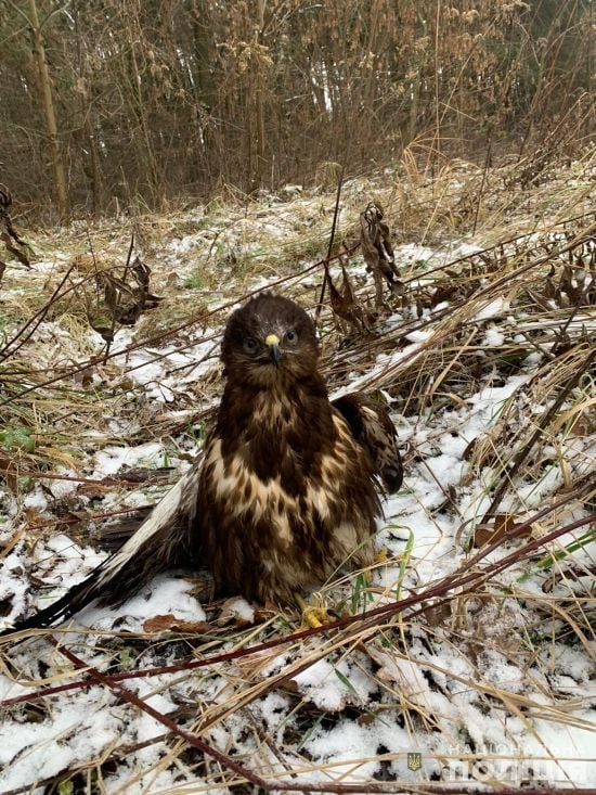 Різдвяний порятунок: поліцейські Львівщини допомогли травмованому яструбу